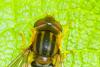 Parhelophilus versicolor